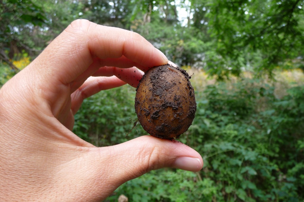 Harvesting potatoes