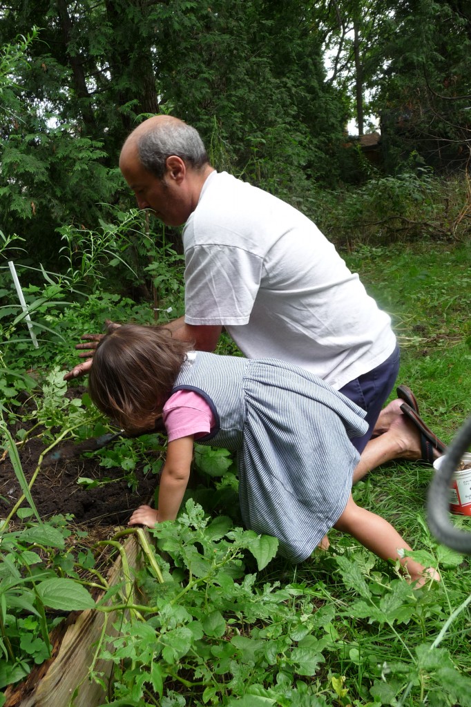 Harvesting potatoes