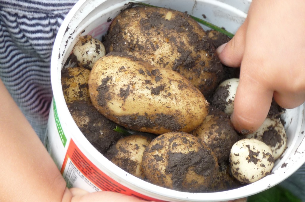 Harvesting potatoes