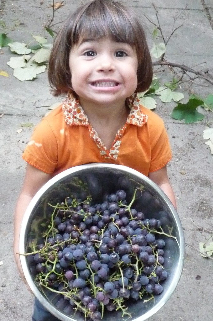 grape harvest