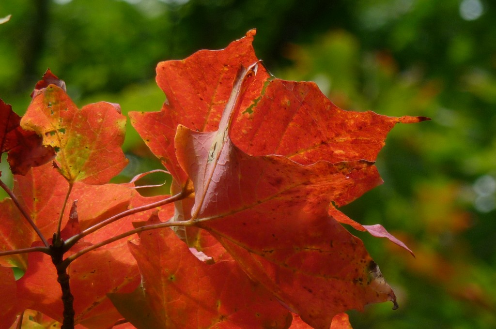 red leaves