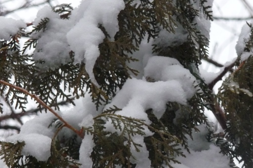 snow snow