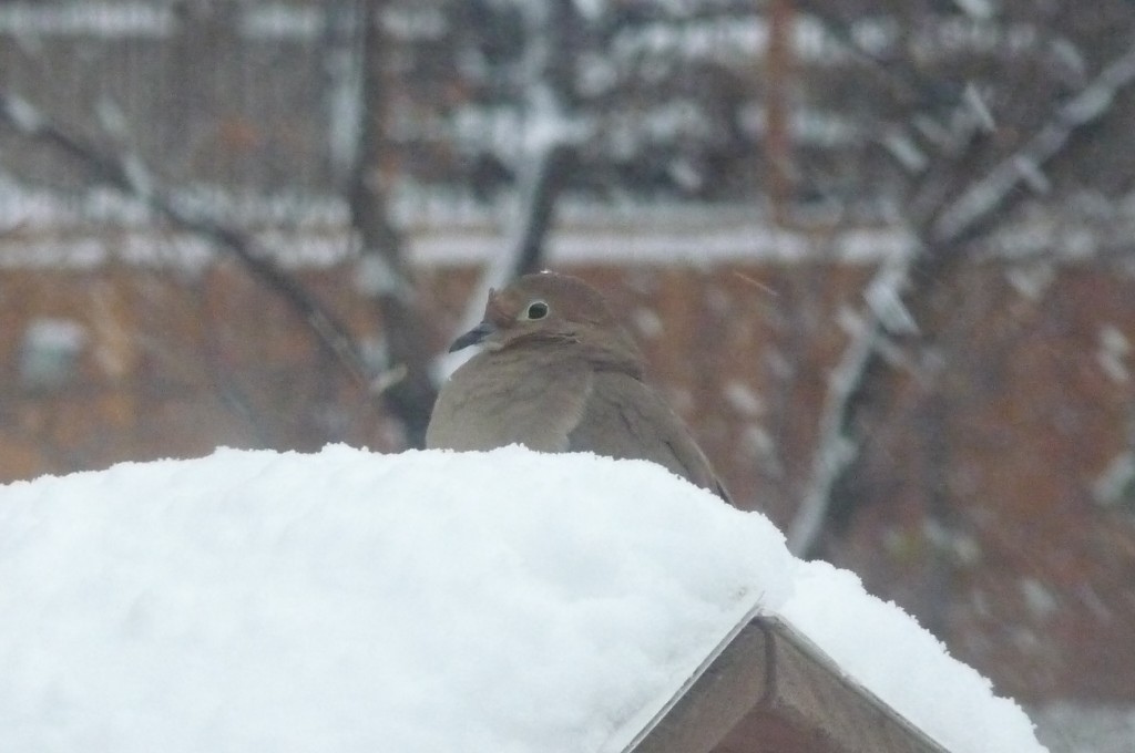 snow bird snow bird