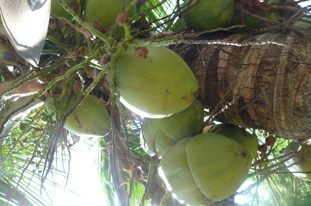 coconut tree