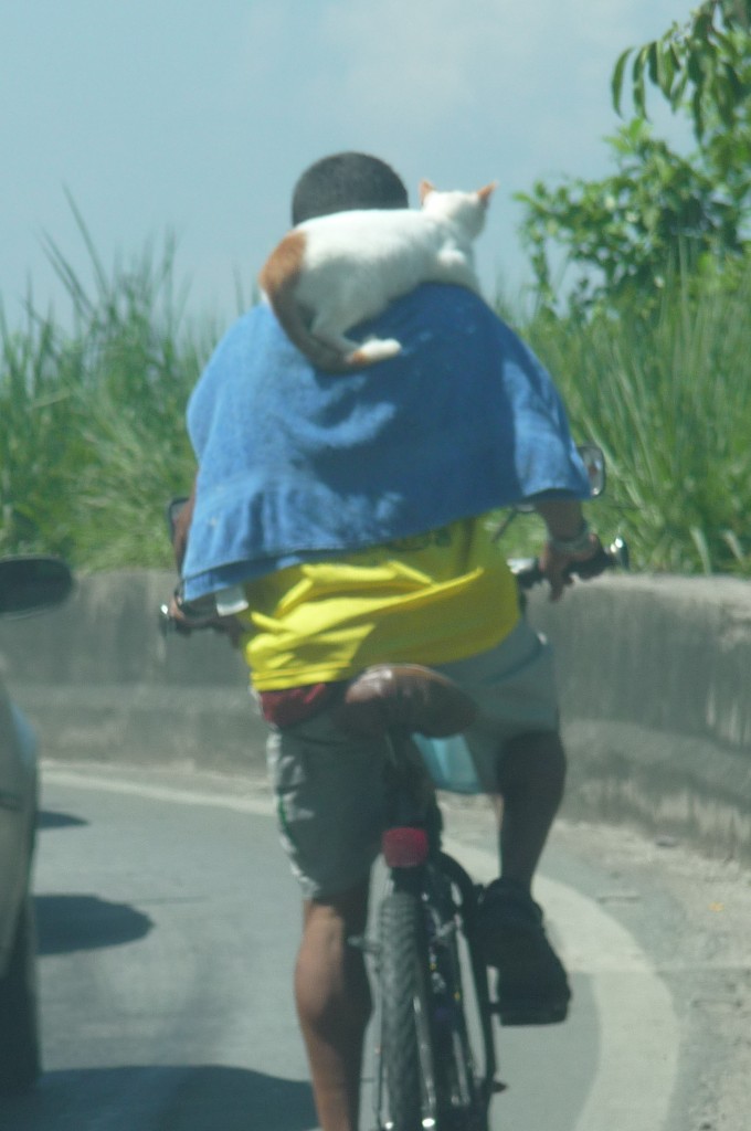 cat transportation