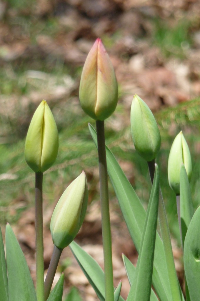 Tulips