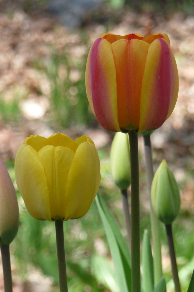 tulips