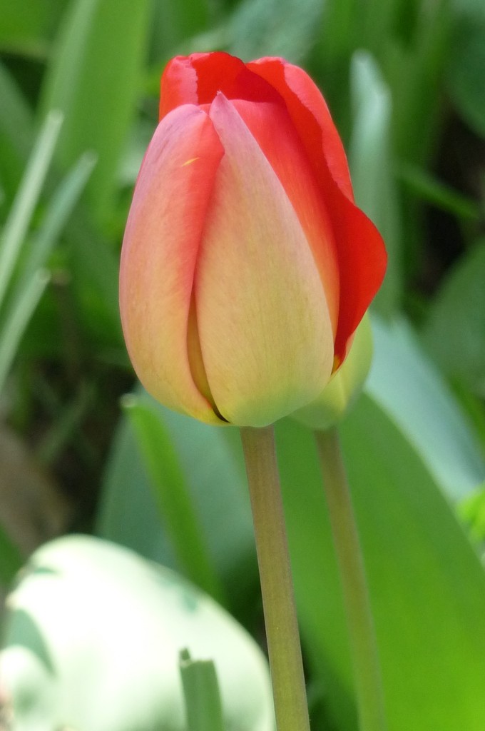 tulip