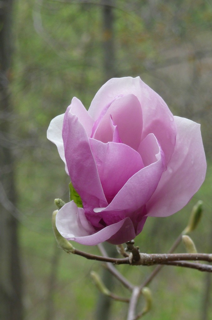 Magnolia