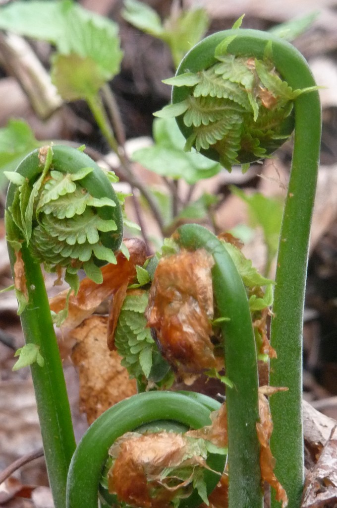 fiddle heads