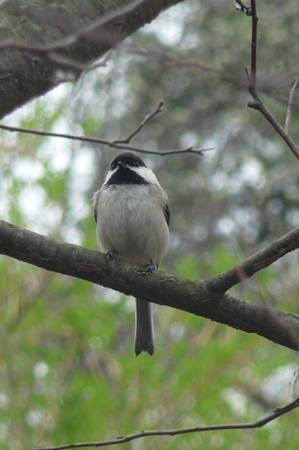 bird