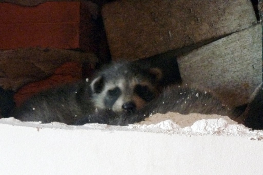in the wall