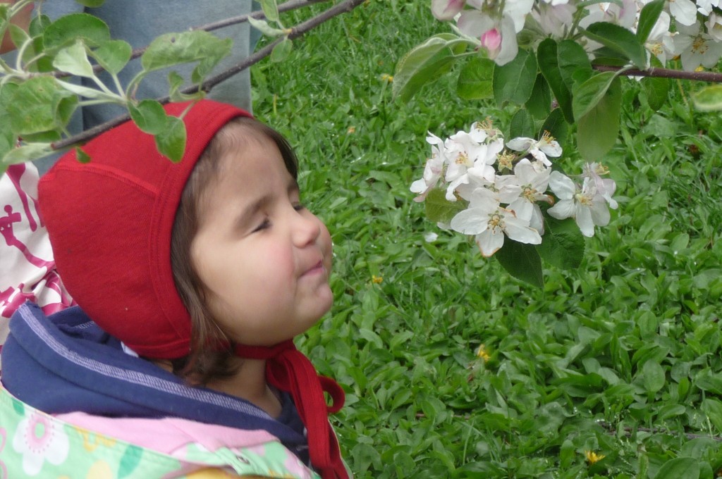 orchard