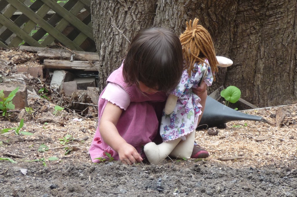 planting carrots and beets