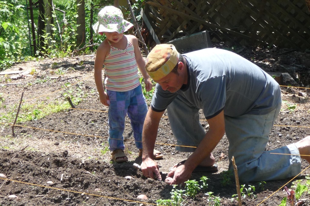 planting potatoes
