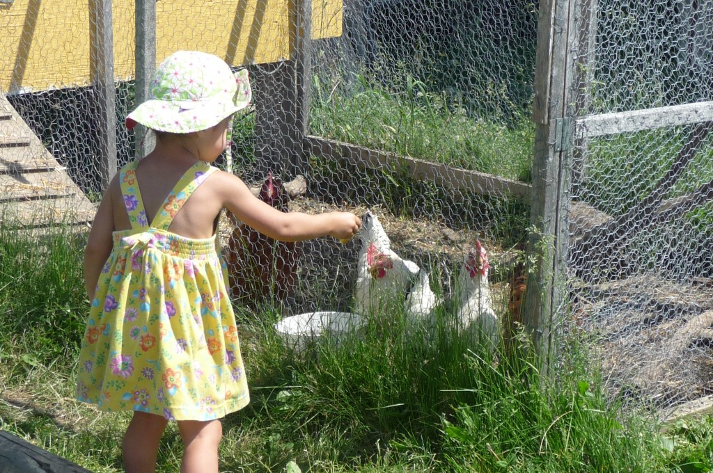 chickens