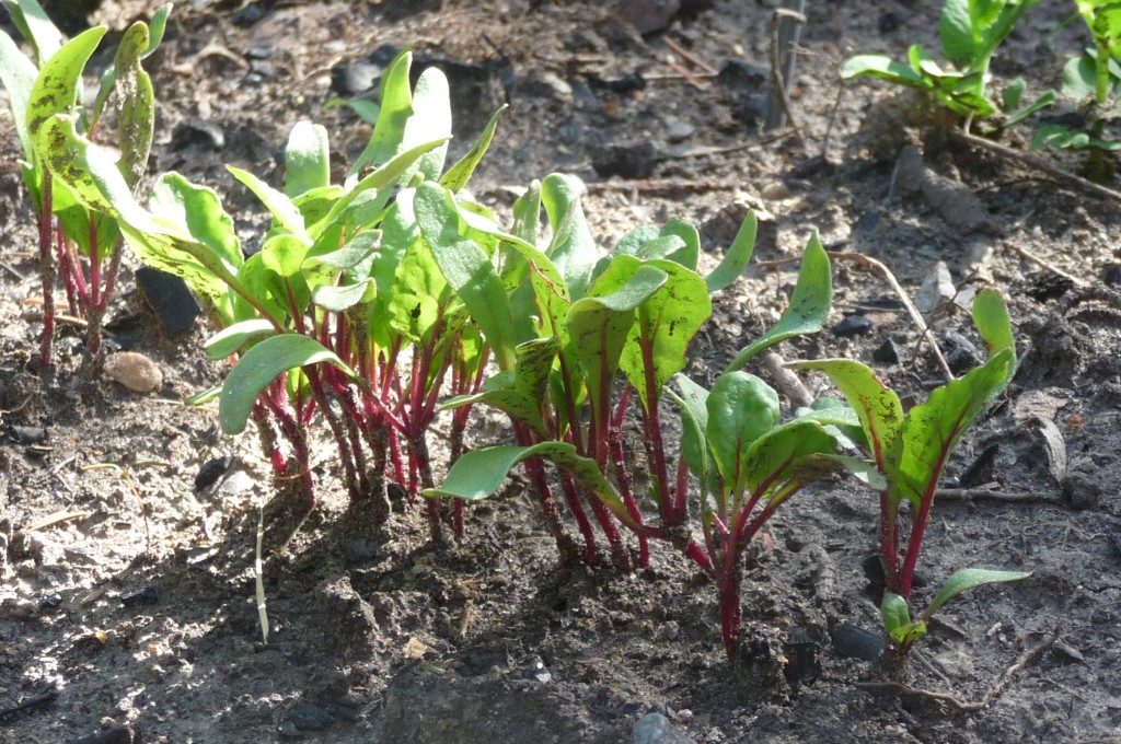 Beets