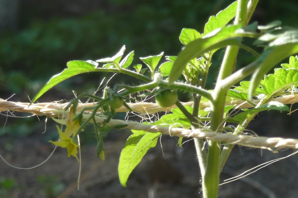 Tomatoes