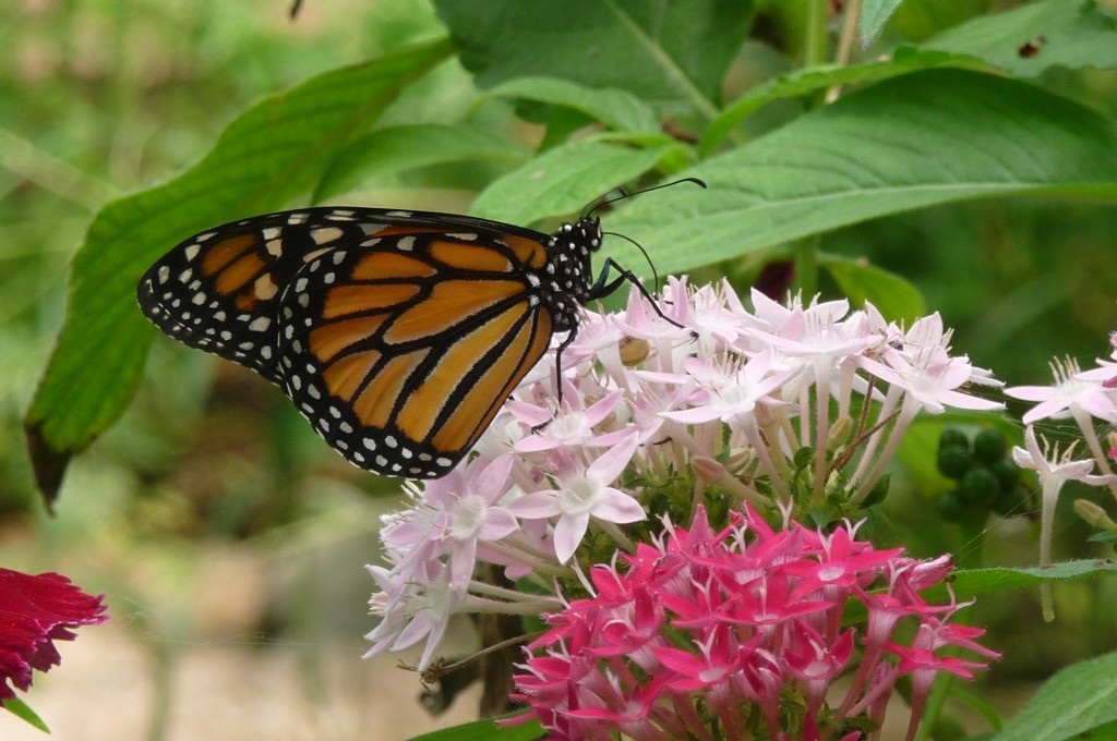 Visit to a butterfly conservatory