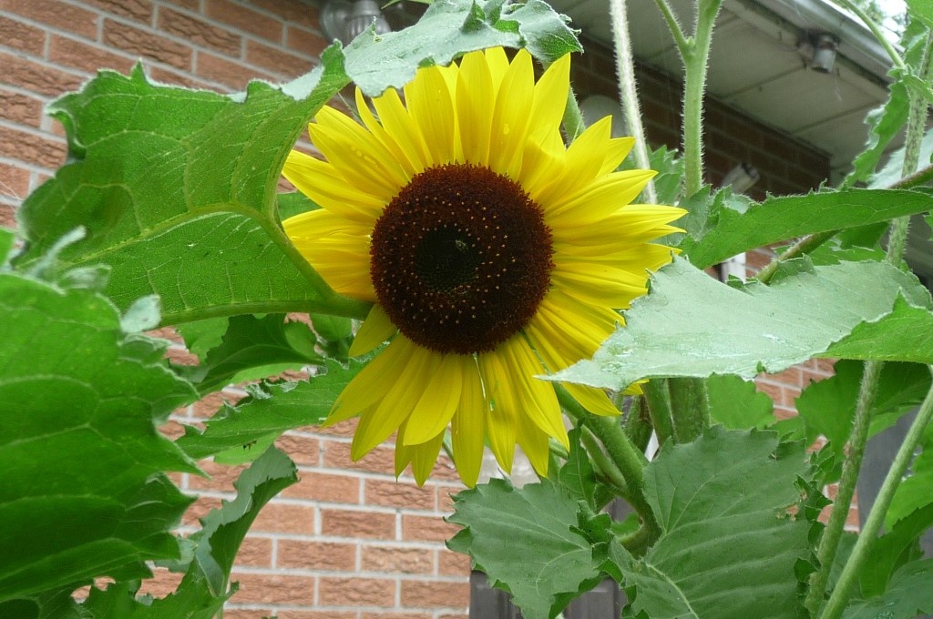 sunflower