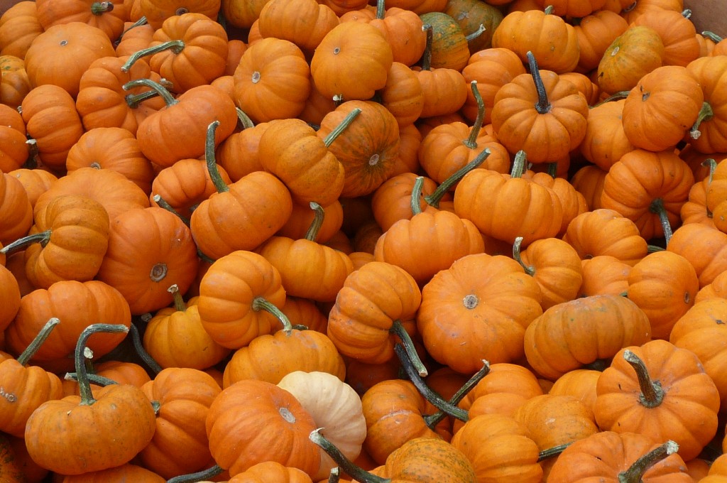 pumpkins 1