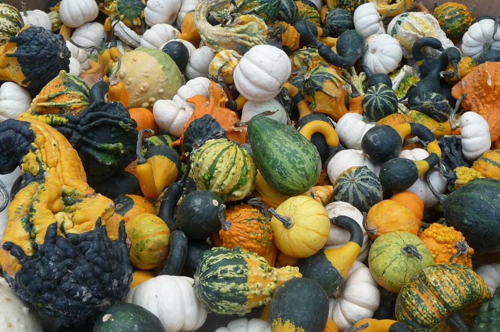 pumpkins 3