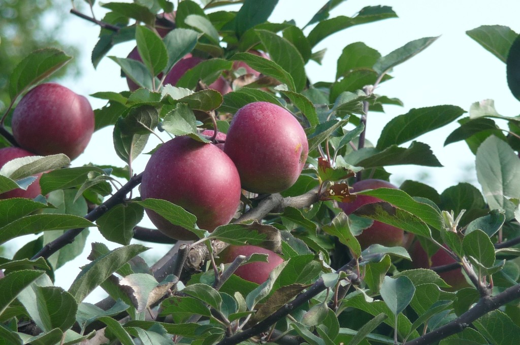 apples
