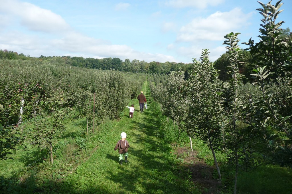 apple orchard