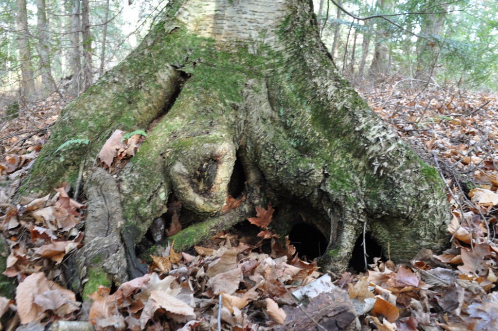 Fairy house