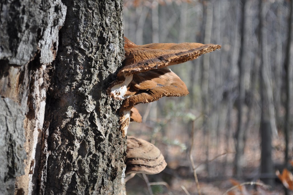 Mushrooms