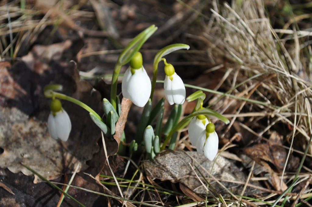 first snow drops