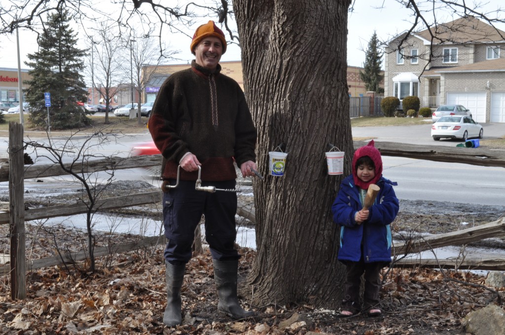 tapping the maple trees