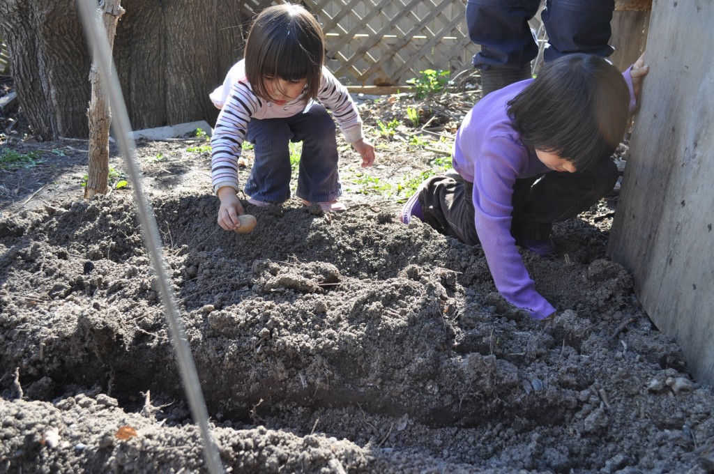 planting potatoes