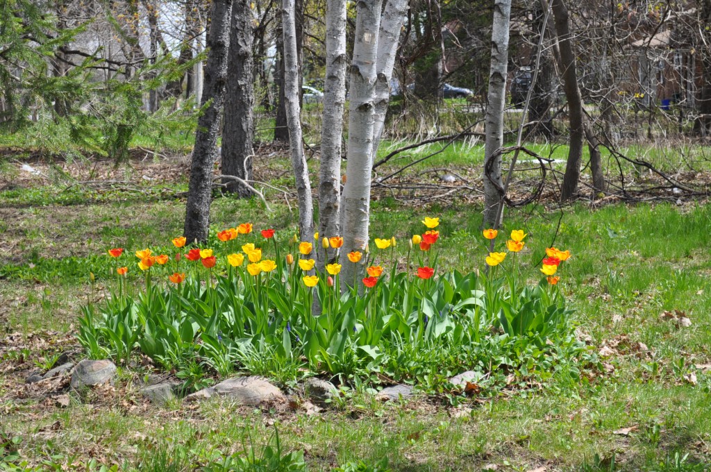 tulips