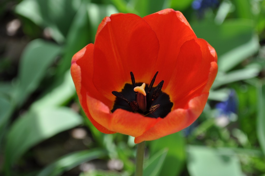 orange tulip