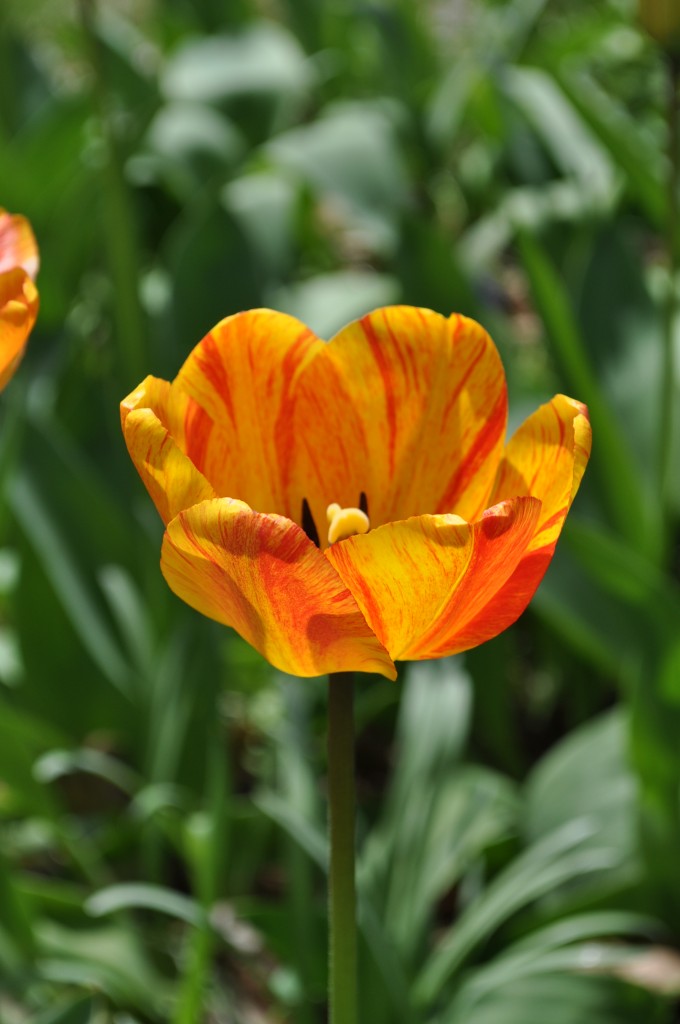 orange and yellow tulip