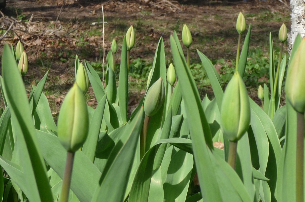 Our tulips - can~t wait to see them bloom