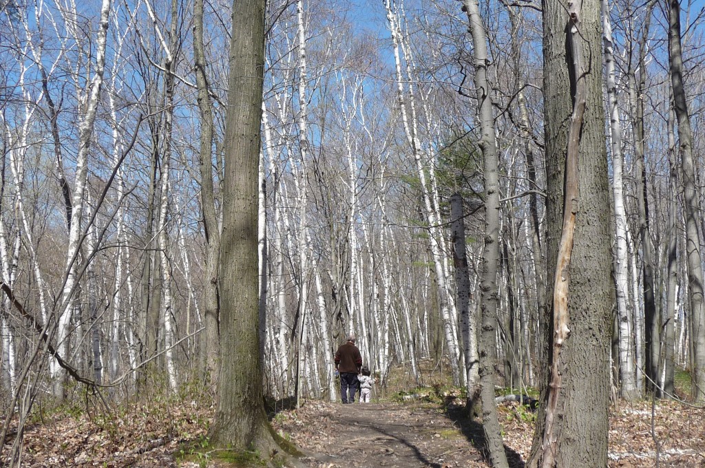 silver birches