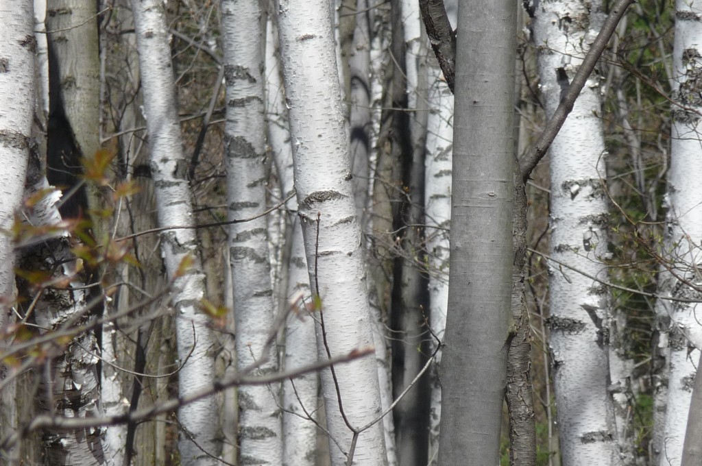 birch close up