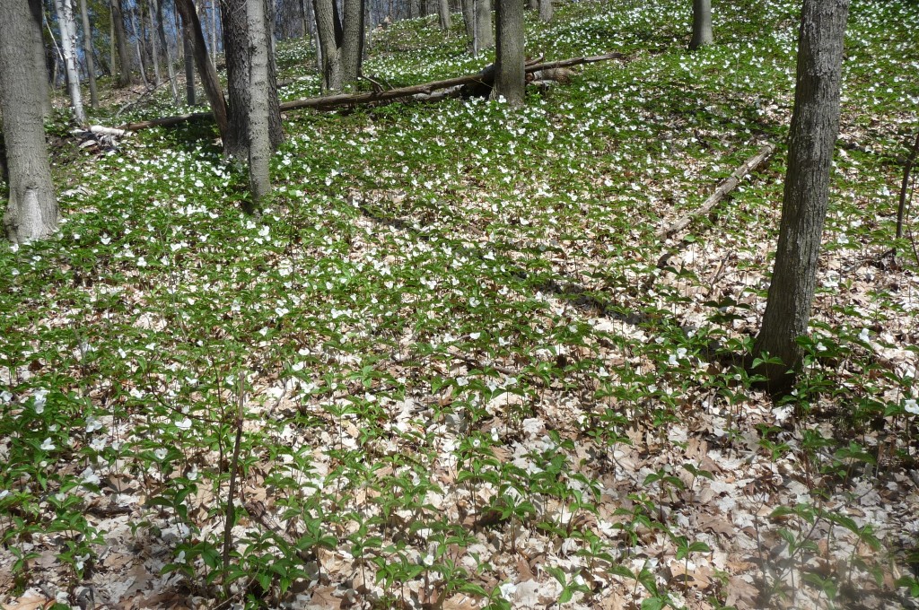 trillium carpet