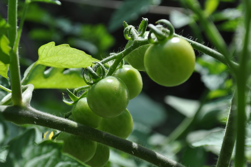 Cherry tomatoes