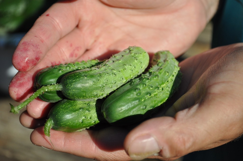 cucumbers