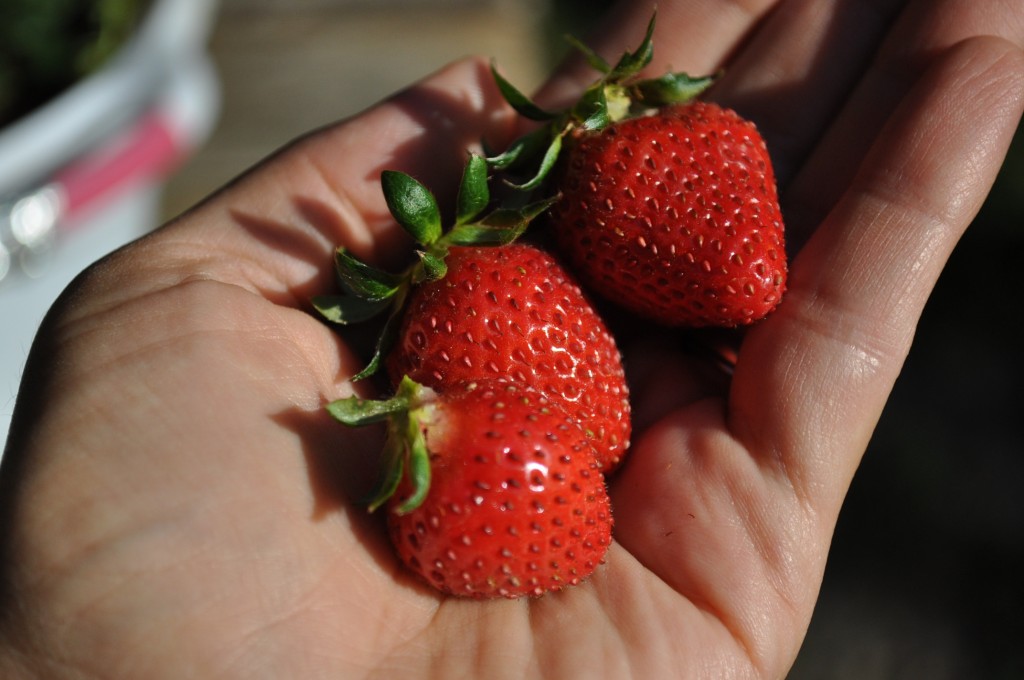 strawberries