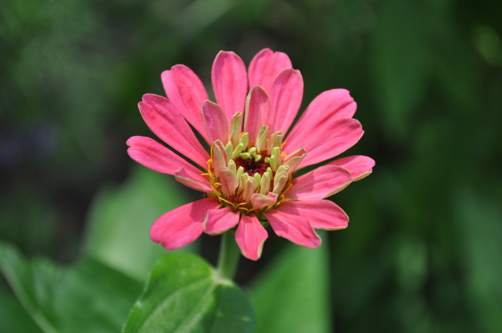 zinnia