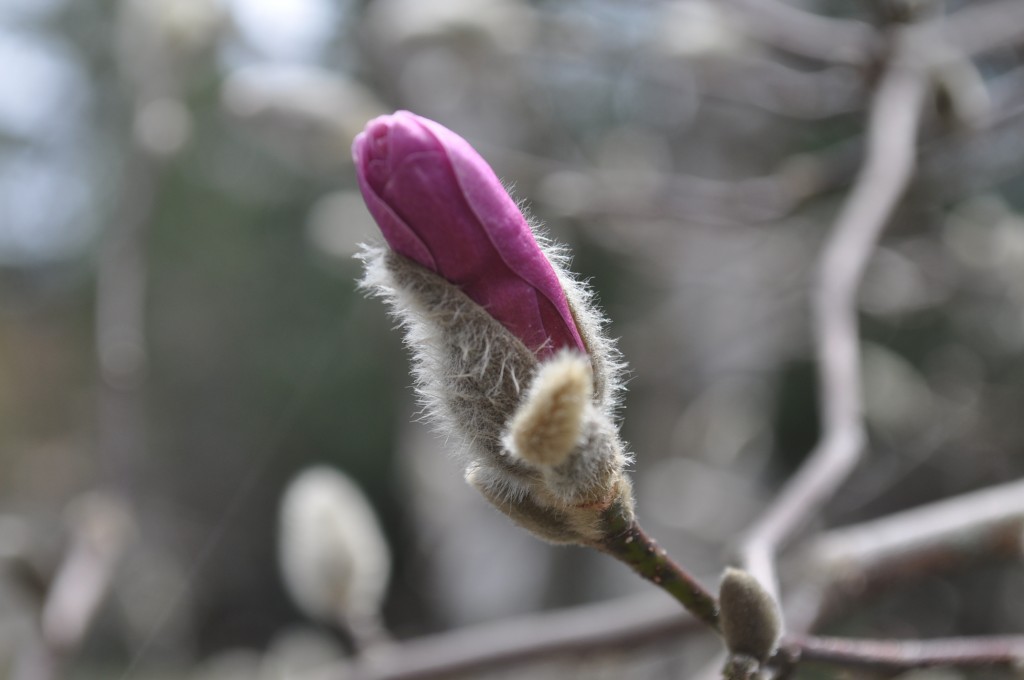magnolia bud