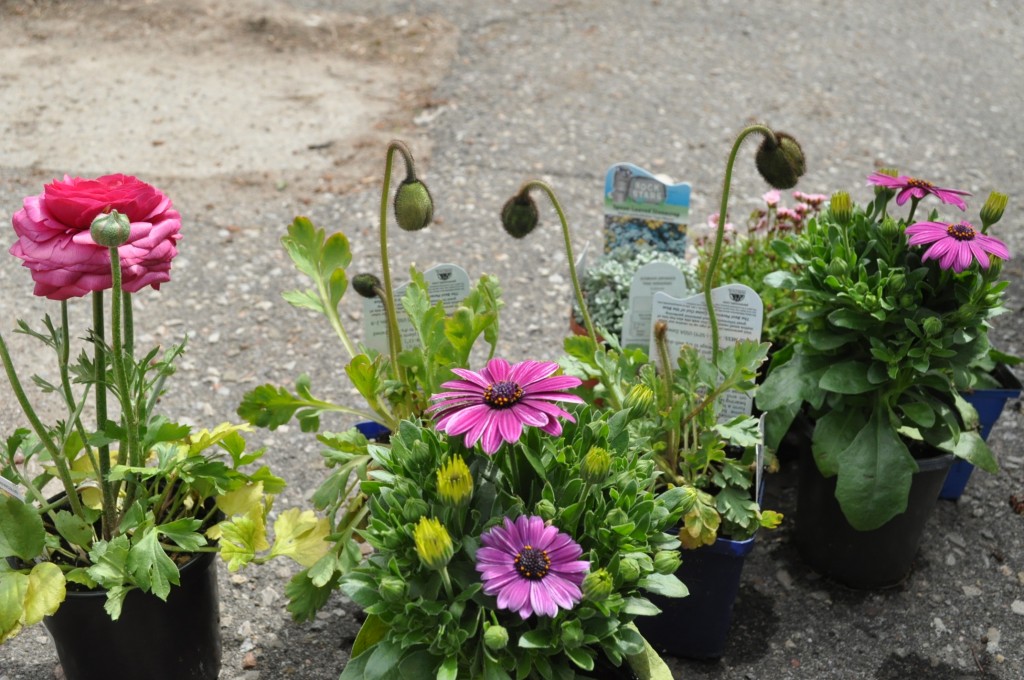 from the garden centre