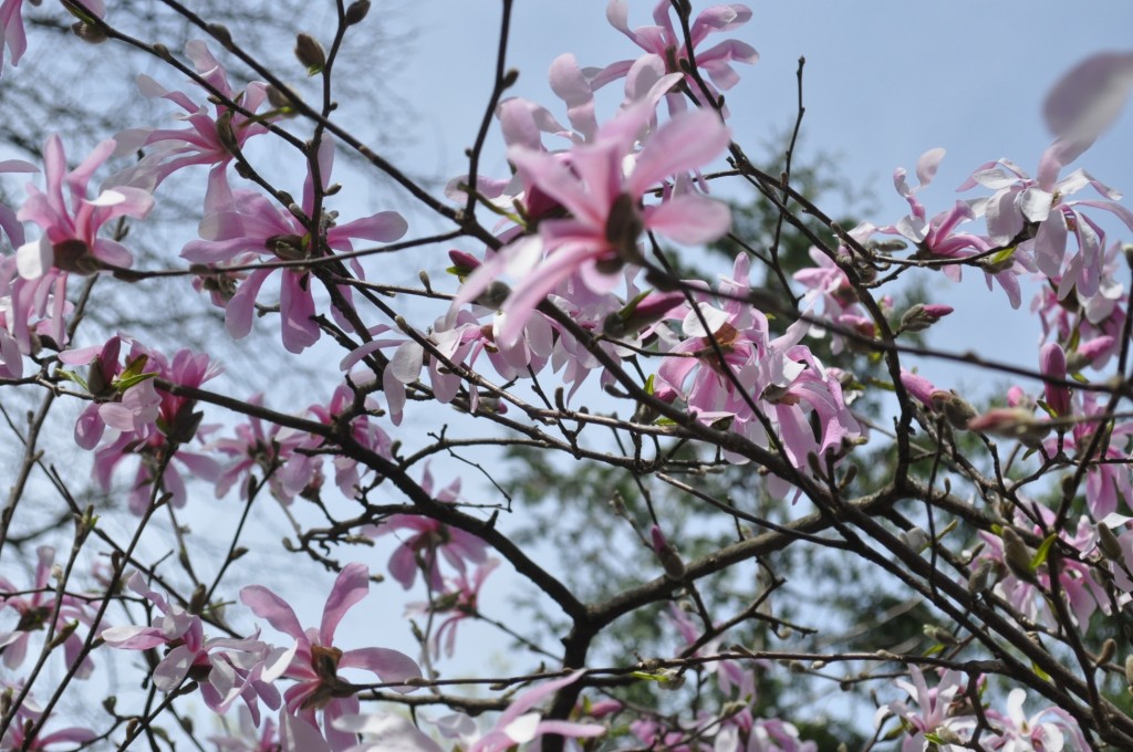 magnolia flowers
