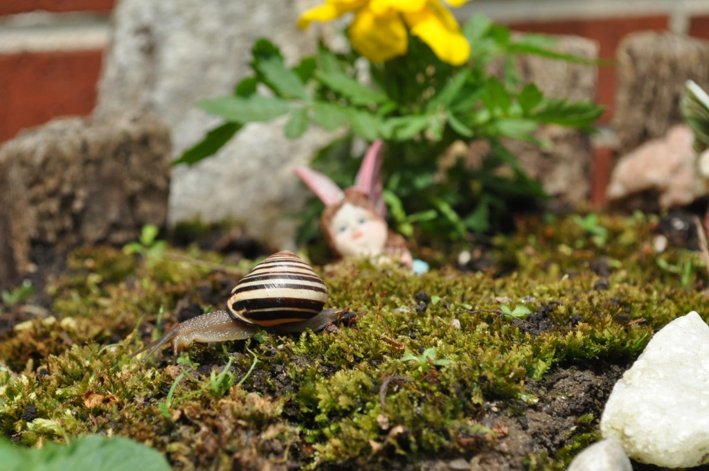 fairy garden 6